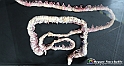 VBS_2784 - Processo digestivo - Mostra Body Worlds